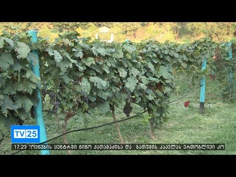 ვაზის სამყნობი და სარგავი მასალა სერტიფიცირებას დაექვემდებარება