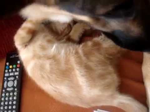 Isidor Et Papuche Un Chien Et Un Chat Une Belle Histoire Damour