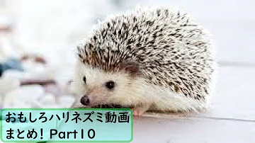 Download かわいい 可愛い ねずみ イラスト Mp4 Mp3 Download かわいい 可愛い ねずみ イラスト Mp4 Mp3