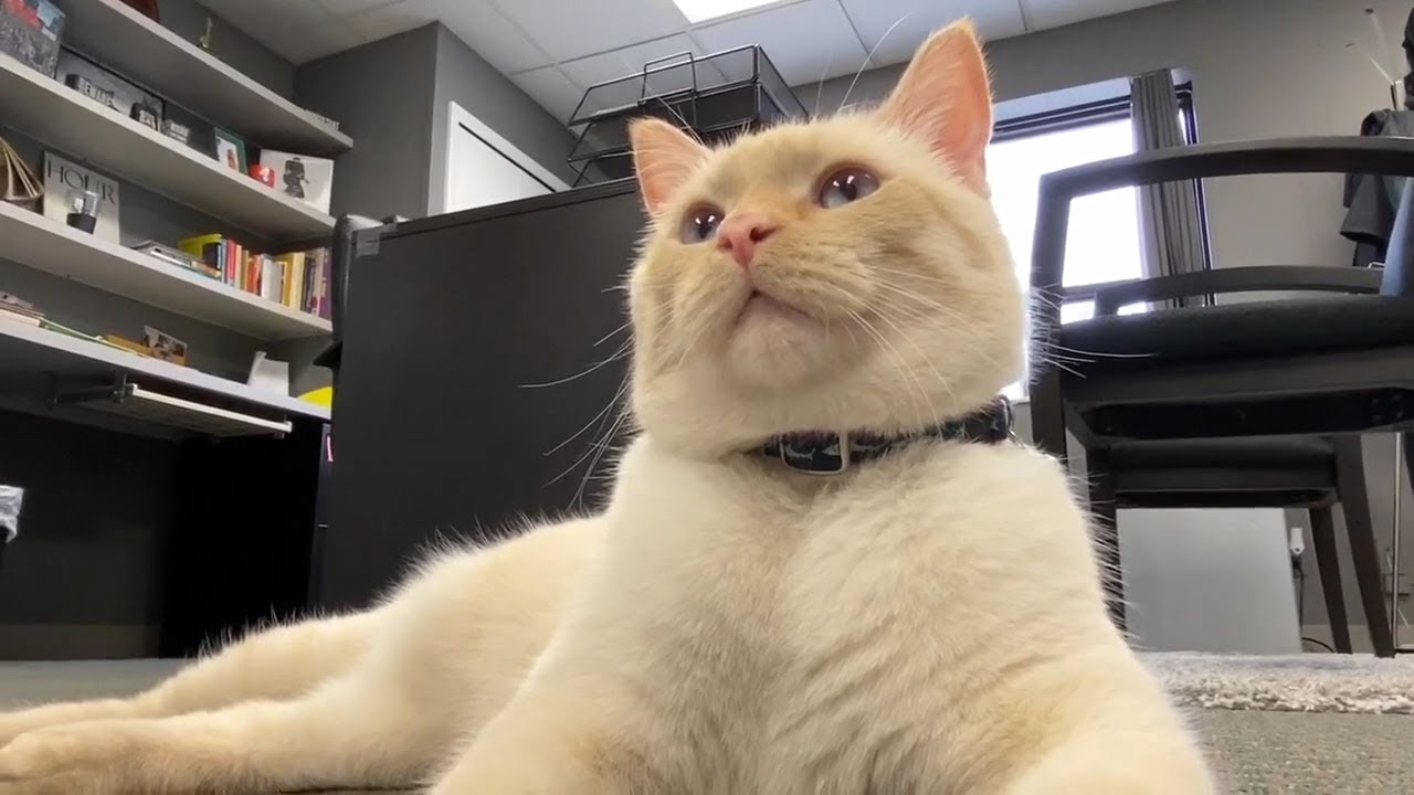 Butter the Office Cat