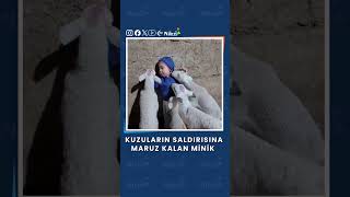 Kuzuların Saldırısına Maruz Kalan Minik Kuzular Beni Yiyorlar.