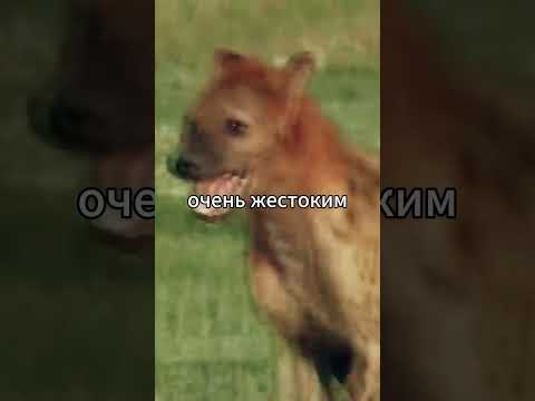 Гиена остался БЕЗ УХО #природа #звери #животные #гиена #хищники #разбойники #африка #ампутация