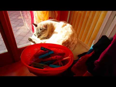Gatto bianco dorme beato baciato dal sole #shorts