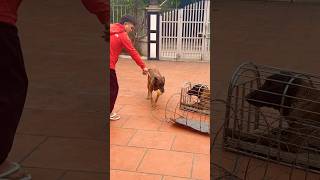 Malinois Training Dog Ó Dog In Cage