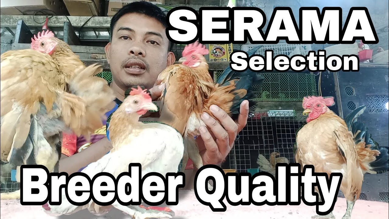 Breeder quality na Serama 
