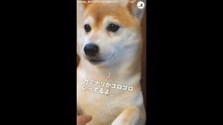 カミナリが怖くて階段に集まったワンコとニャンコ達。反応の差に思わず…(笑) #Shorts