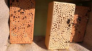 Nesting stones for wild bees
