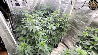 How to grow weed organically indoor day one of flower reverse genetics 4x8 Gaia green rush scrog net