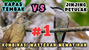 MASTERAN KOMBINASI | JINJING PETULAK & KAPAS TEMBAK🔥 Speed Rapat, Tembakan Durasi Panjang Jernih