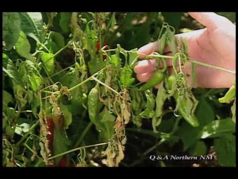How To Identify Problems With Vegetable Plants - Chile Wilt, etc. 
