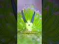 Leaf Slug | The Cutest Animal You've Never Heard Before!
