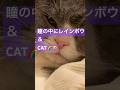 瞳の中にレインボウ & CAT # #ブリティッシュショートヘア #cat #ねこ #britishshorthair #サザンオールスターズ #瞳の中にレインボウ # #猫好きさんと繋がりたい