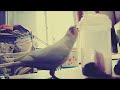 おやつ欲しいアピールが激しいきなこちゃん　【きなこのお父さんのHOW TO BIRD】オカメインコと愉快な仲間たち