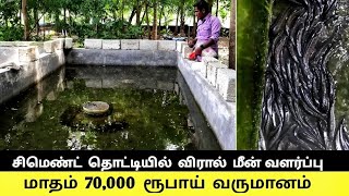 சிமெண்ட் தொட்டி விரால் மீன் வளர்ப்பில் மாதம் 70000 வருமானம் || cement tank murrel fish farming