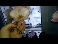 Расцвели орхидеи на восточном окне