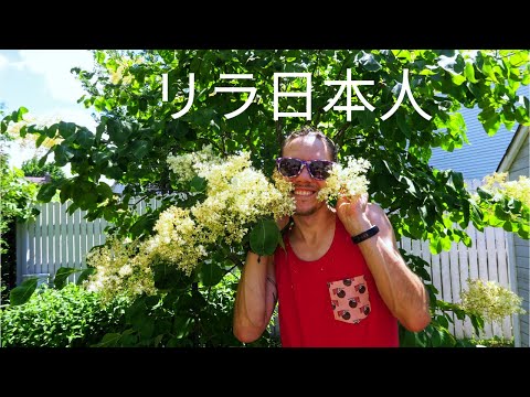 Vidéo: À propos du lilas japonais - Conseils pour faire pousser des lilas japonais