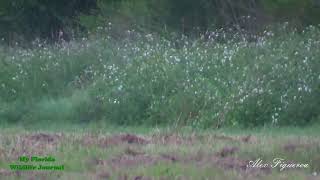 Incredible Bobcat Leap Caught on Camera Incredible Bobcat Leap Caught on Camera