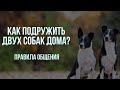 Вторая собака в доме. Как избежать конфликтов и ревности? Правила общения двух и более собак