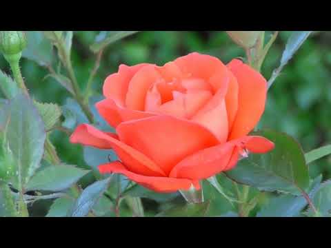 NATURE SOUNDS, RELAXING,YOGA