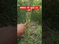 सूरन की खुदाई कब और कैसे करें #farming #jamikand #suran #ola #agriculture