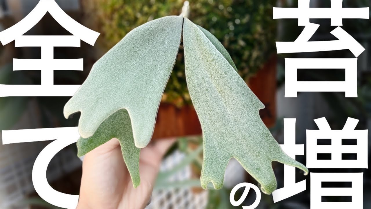 【板付術】より