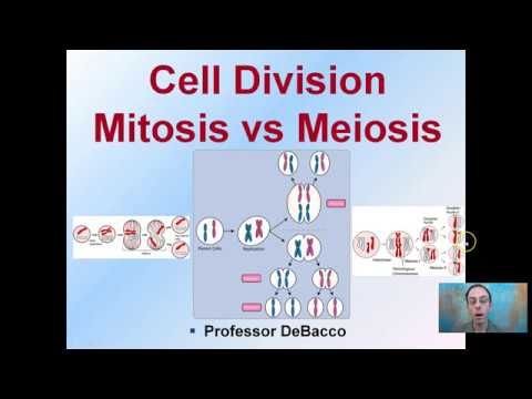 Cell Division Mitosis vs Meiosis