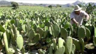 TRIO TAMAZUNCHALE ( LA HUAZANGA)