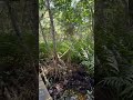 Ojo de Agua en los manglares de Ría Celestún