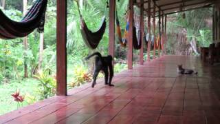 Spider Monkey Teases Cat