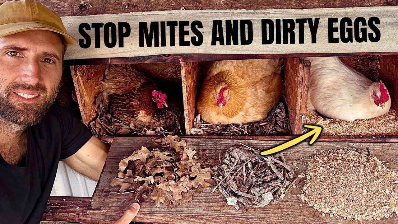 How I Clean Nesting Boxes and Stop Mites & Dirty Eggs - YouTube