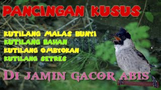 kutilang edan gacor gak mau diam || kutilang kamu bakal ikut gacor dengar suara ini.