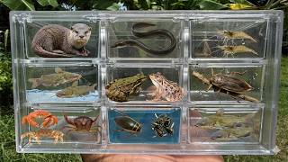 I Catch Insects in the River  Dragonfly Larvae, Fish & More! Profile