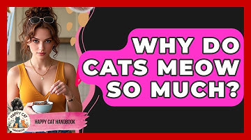 Why Do Cats Meow So Much? - Happy Cat Handbook