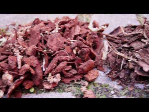 Video: Holzhackschnitzel im Garten verwenden: Erfahren Sie mehr über die Vor- und Nachteile von Hackschnitzelmulch