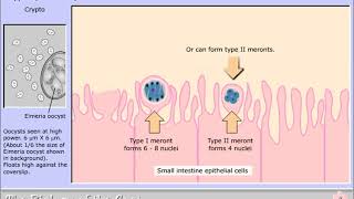 Life cycle of Cryptosporidium parvum