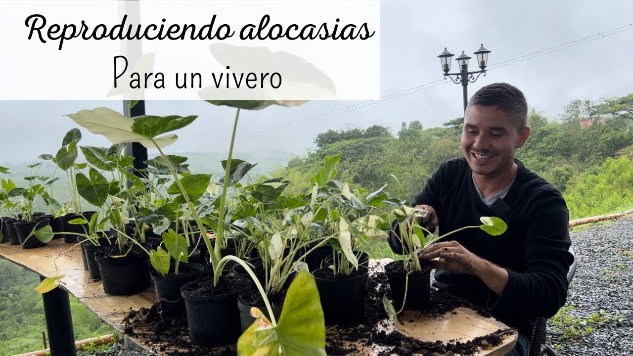 REPRODUCCIÓN MASIVA de ALOCASIAS VARIEGADAS
