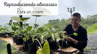 REPRODUCCIÓN MASIVA de ALOCASIAS VARIEGADAS by César Correa - Amantes de las Plantas 18,281 views 3 weeks ago 29 minutes