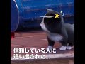 「パズにゃん/Kitten Match」野良猫の生活