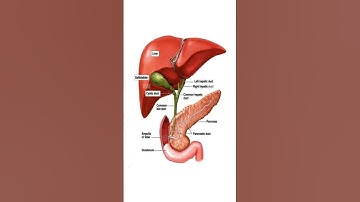 Liver, Gallbladder, Pancreas, and Bile Duct Anatomy