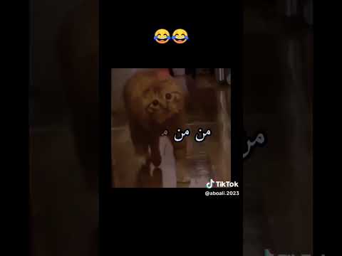 كيف يا مولاتي يا عينيك انا سمعت ان سهيله بنت ابو الحكم تريد نفسها 