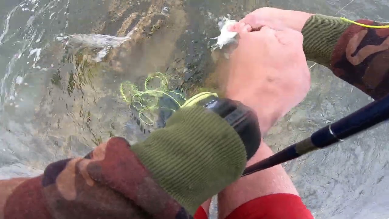catch and release sea bass on top water fly