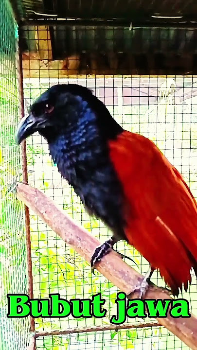 Suara Burung bubut jawa memanggil rekan-rekan nya