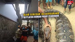 Warga Surabaya Geger!! Ular Piton Raksasa Jatuh Dari Plafon Rumah, Kok Bisa Tidak Ada Yang Tahu?