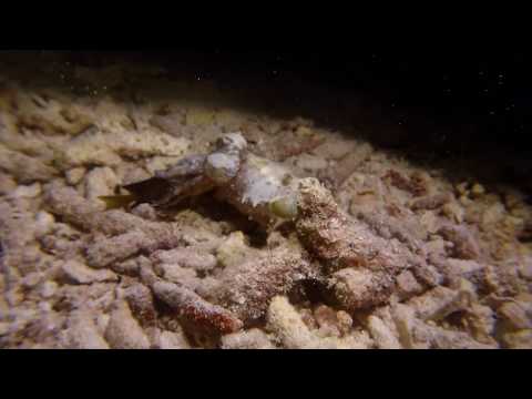 Cuttlefish & Fish - Yenkoranu house reef - Raja Ampat - 2016