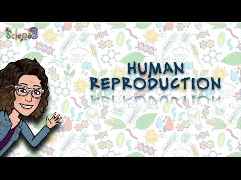 HUMAN REPRODUCTION - PREGNANCY