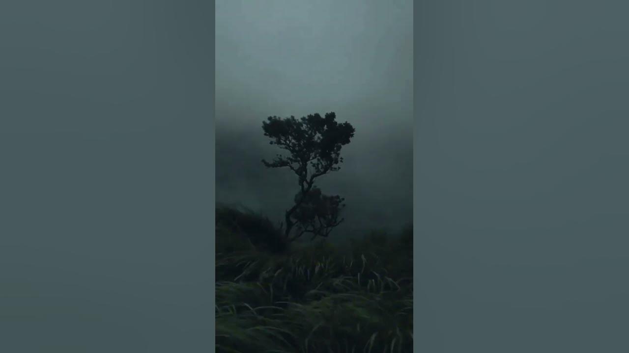 Scary Storm Sound Effect 😱 Power of Wind😱 🌪️ Rainy Weather ☺️ Scary Sound of Wind😟 #nature #sound