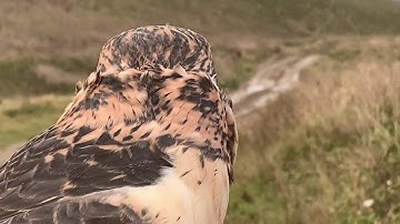 Bird control landfill