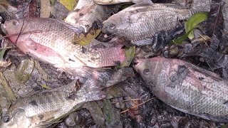 fish catch by cast net in my village pond #মাছধরা #মাছধরারভিডিও #fishing #fish#netfishing