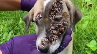 rremoving Plenty of Mango Worms From Stray Dog, My Part Time Job Is To Feed Adopted Dogs