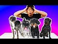 I Bought Fake Dogs Online!